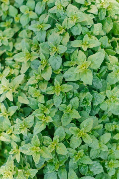 Achtergrond Van Verse Groene Oregano Teelt Tuin — Stockfoto