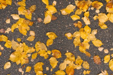 Asfalta düşen sonbahar sarı yaprakları. Doğal arkaplan