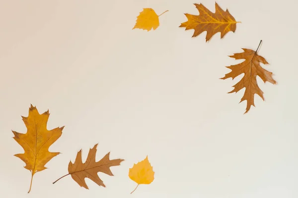 Jesienna Kompozycja Opadłymi Liśćmi Jasnym Tle Tło Jesiennych Liści — Zdjęcie stockowe