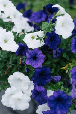 Mavi ve beyaz petunya çiçekleri kapanıyor