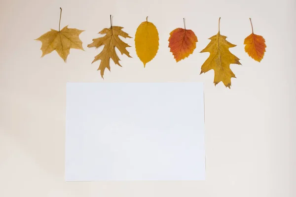 A blank sheet of paper surrounded by fallen autumn leaves. Autumn concept. Copy space, flat lay