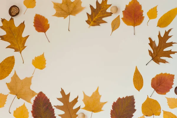 Rama Suchy Jesienny Liść Kasztan Beżowy Tło Koncepcja Sezonowa Płaskim — Zdjęcie stockowe