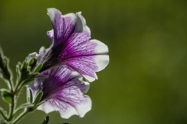 Macro close up μιας πετούνιας με φως που ρέει μέσα από τα πέταλα και μαλακό φόντο bokeh. — Φωτογραφία Αρχείου