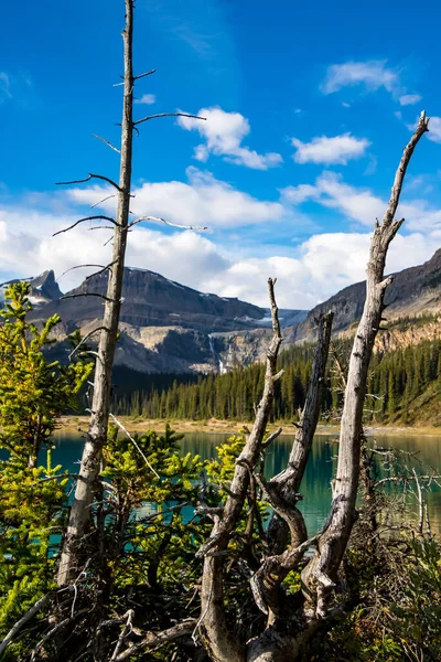 View of Bow Lake with a rocky mountain landscape in background and rotted wood trees in the foreground. — Stock Photo, Image