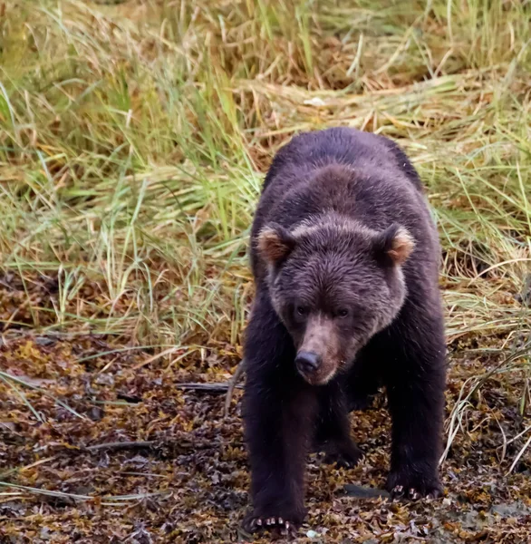 Vista frontale di un orso grizzly in natura contro un prato erboso. — Foto Stock