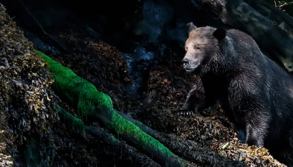 Grizzly orso arrampicata su un tronco lungo una costa ombrosa robusta. — Foto Stock