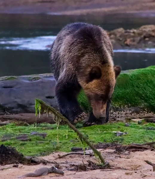 Närbild av en grizzlybjörn söker mat på en sandig och gräsbevuxen bank i Kutzmeyteen inlopp i British Columbia — Stockfoto