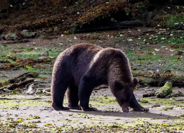 Grizzly orso che cammina su un banco di sabbia nella baia Kutzeymateen nella Columbia Britannica. — Foto Stock