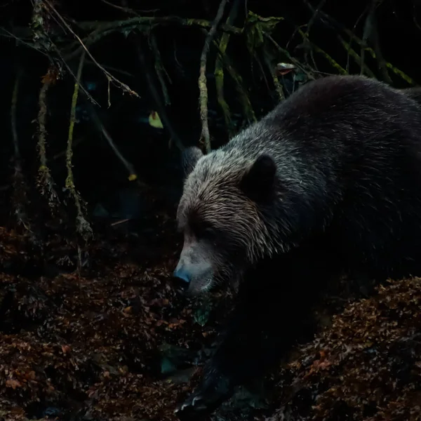 Utsikt över en grizzlybjörn profil i skuggorna på en bank i Khutzeymateen inlopp. — Stockfoto
