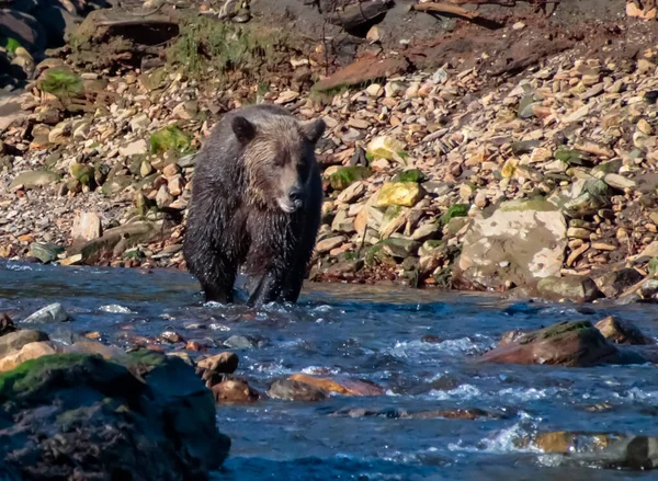 En grizzlybjörn som springer i en bäck och jagar lax. — Stockfoto
