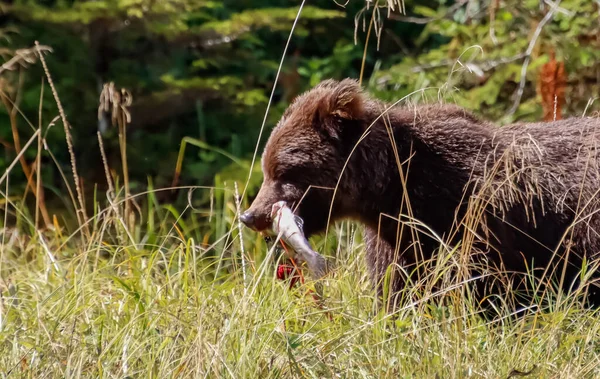 Närbild profil av en grizzlybjörn med en lax i käkarna, går i en gräsbevuxen fält. — Stockfoto