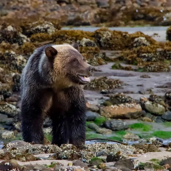 Närbild av en grizzlybjörn bredvid en bäck. — Stockfoto