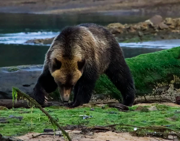 Närbild av en grizzlybjörn på en gräsbevuxen sandstång, söker musslor. — Stockfoto