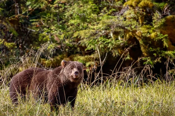 Utsikt över en grizzlybjörn i ett gräsfält. — Stockfoto