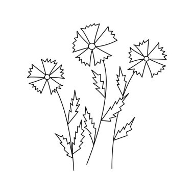 Cornflowers. Three wildflowers. Black and white vector doodle style illustration