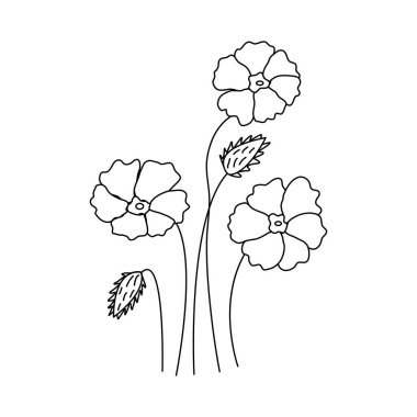 Poppies flowers. Three flowers and two buds. Black and white vector doodle style illustration