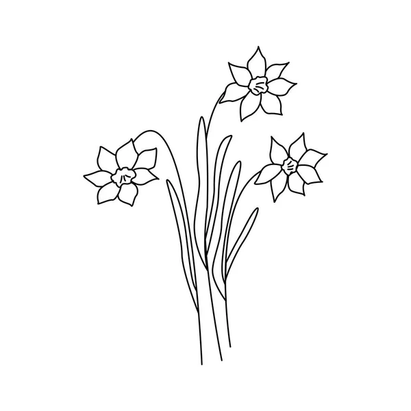 Daffodils Flowers Three Narcissus Flowers Black White Vector Doodle Style —  Vetores de Stock