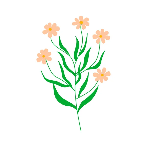 Flores Camomila Galho Com Várias Flores Margarida Ilustração Vetorial Colorida — Vetor de Stock