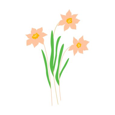 Nergis çiçekleri. Üç narsist çiçek. Renkli el çizimi vektör illüstrasyonu