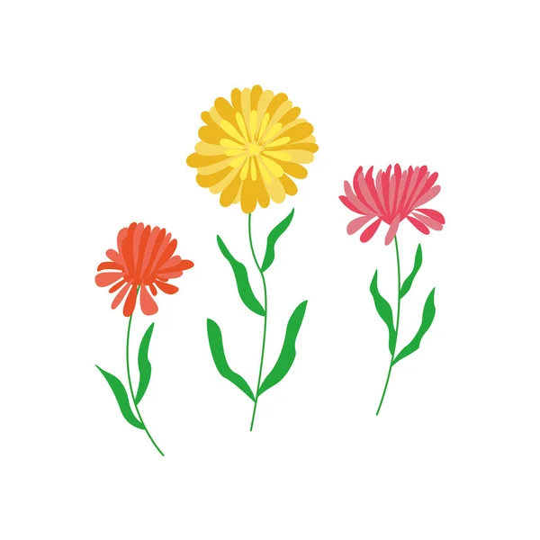 Três Flores Aster Diferentes Formas Ilustração Vetor Desenhado Mão Colorido — Vetor de Stock