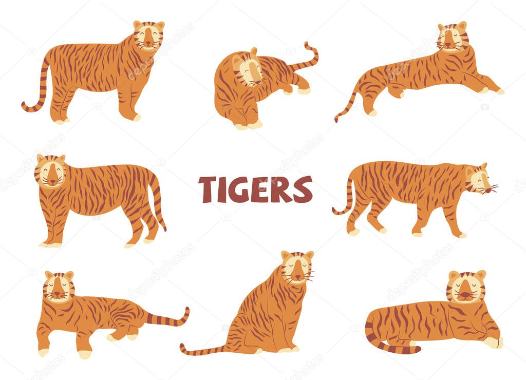 Set of tigers. Vector hand drawn isolated animal