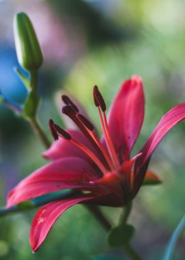 yakın çekim shot kırmızı çiçekler