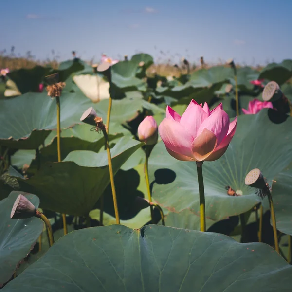 蓮の咲く花 — ストック写真