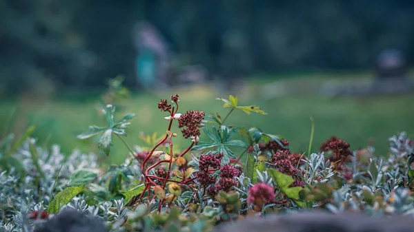 Een Close Van Wilde Bloemen Kan Gebruikt Worden Ansichtkaarten Maken — Stockfoto