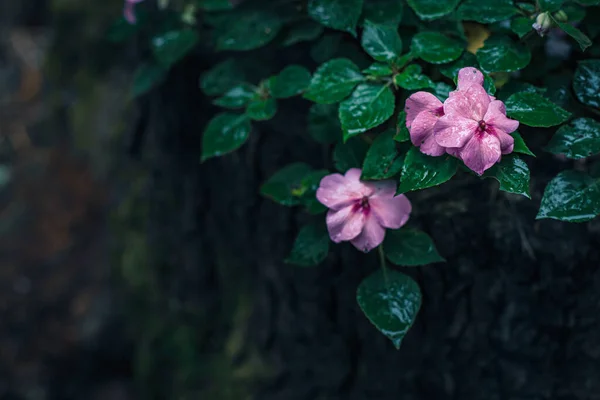 Szczelnie Ujęcie Dzikich Kwiatów Może Być Używany Tworzenia Pocztówek — Zdjęcie stockowe