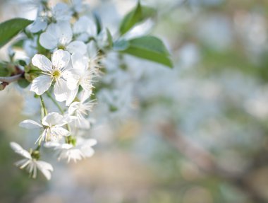 Bahar çiçekli ağaçlar