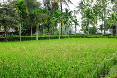 My Lai katliamı anma sitesi