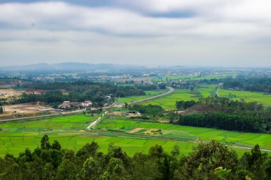  Quang Ngai alanında pirinç