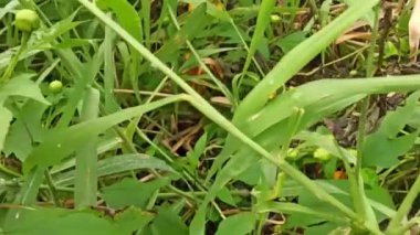 Meksika ayçiçekleri ormanda çiçek açıyor, ağaç kadife çiçekleri, kışın Meksika turnesol çiçekleri.