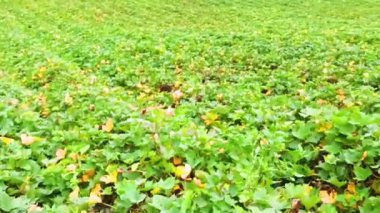 Chu Dang Ya Volkanı mevsimler arasında çok güzeldir.