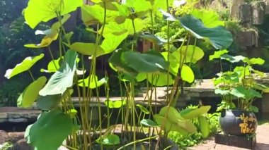 Buon Me Thuot şehrindeki kahve köyü, Dak Lak bölgesi, Vietnam