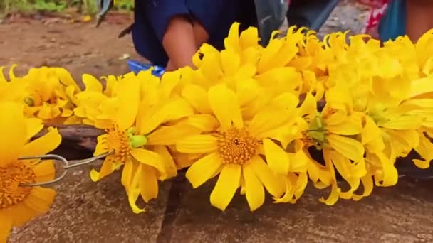 Girasoles mexicanos floreciendo en el bosque, caléndula de árbol, flor de tournesol mexicana en el invierno — Vídeos de Stock