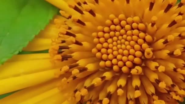 Girasoles mexicanos floreciendo en el bosque, caléndula de árbol, flor de tournesol mexicana en el invierno — Vídeos de Stock