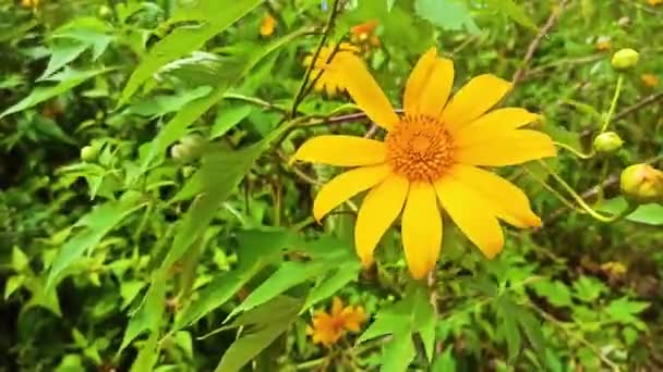 Мексиканські соняшники цвітуть в лісі, лісовий маріґольд, мексиканський туризм цвіте взимку. — стокове відео