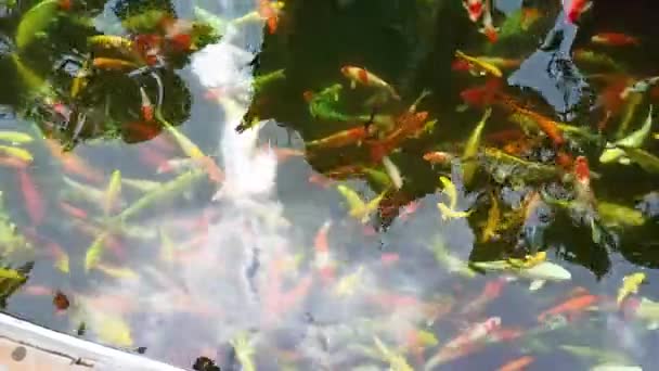 Peixes Koi em Tu Sac Khai Doan pagode Buon Ma Thuot, Daklak, Vietnã — Vídeo de Stock