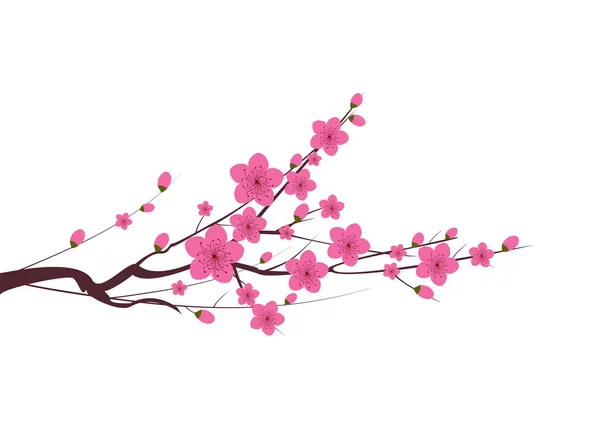 Japanese plum blossom — Stock Vector