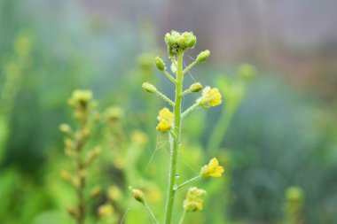 Çayır üzerinde sarı çiçek