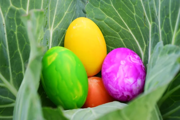 Huevos de Pascua con hierba verde fresca —  Fotos de Stock