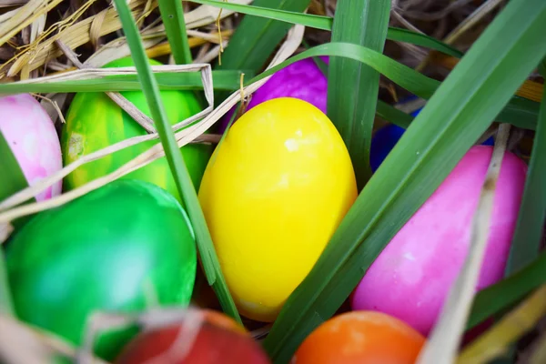 Uova di Pasqua con erba verde fresca — Foto Stock