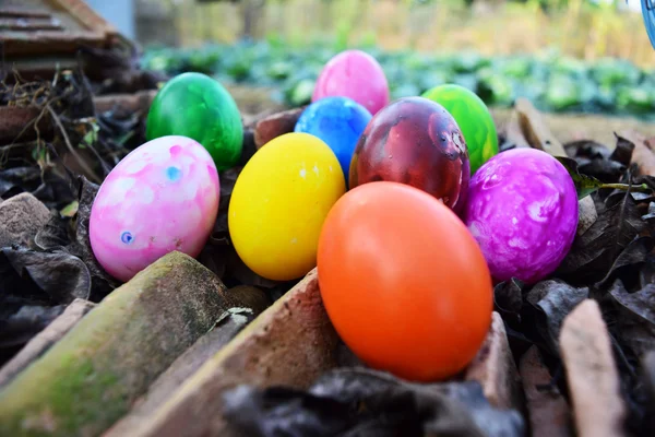 Huevos de Pascua con hierba verde fresca — Foto de Stock