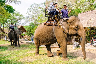 Erkekler fil kırsal rides
