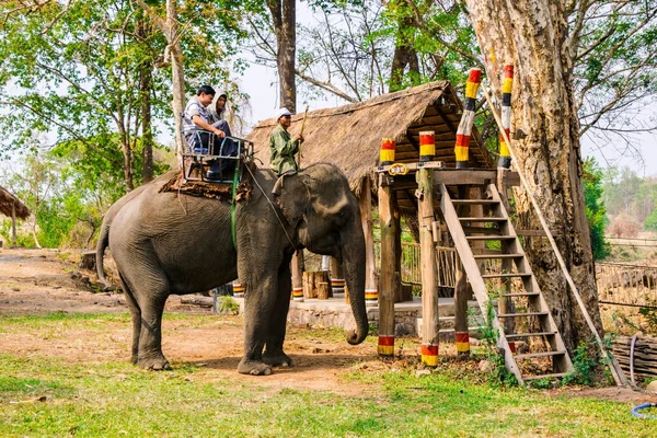 Men rides elephant at countryside — Stock Photo, Image
