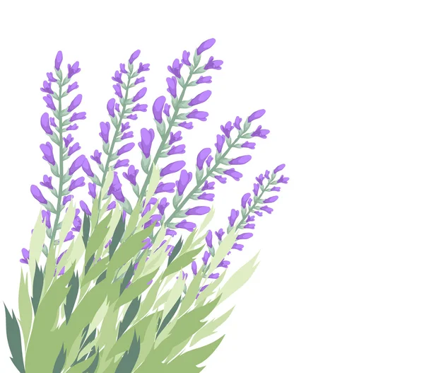 Carta dei fiori di lavanda — Vettoriale Stock