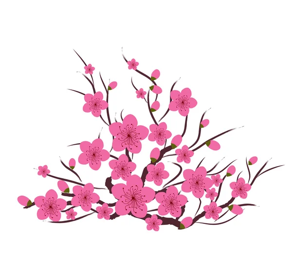 Fleur de prunier japonaise — Image vectorielle