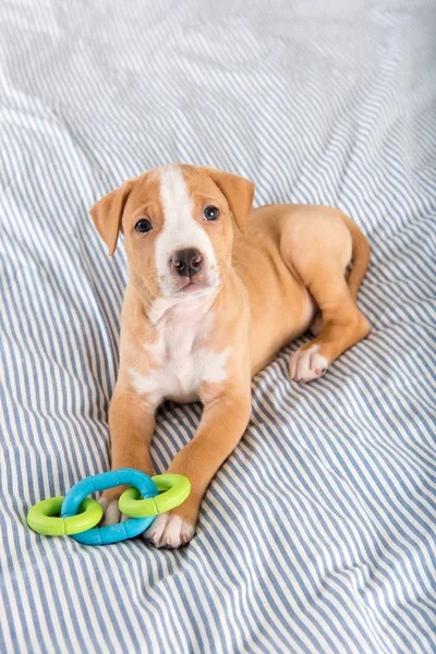 Puppy With Rubber Chew Toy