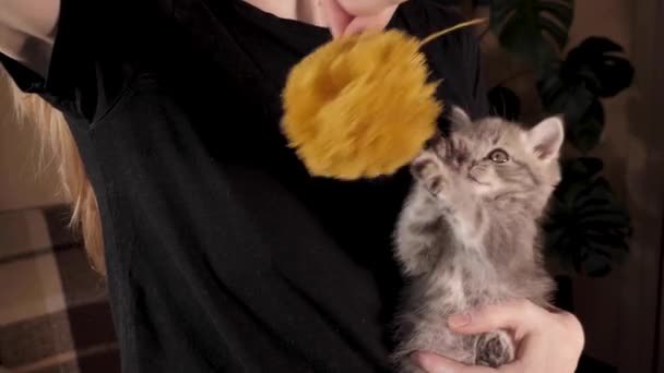Kitten spelen in vrouwen armen — Stockvideo